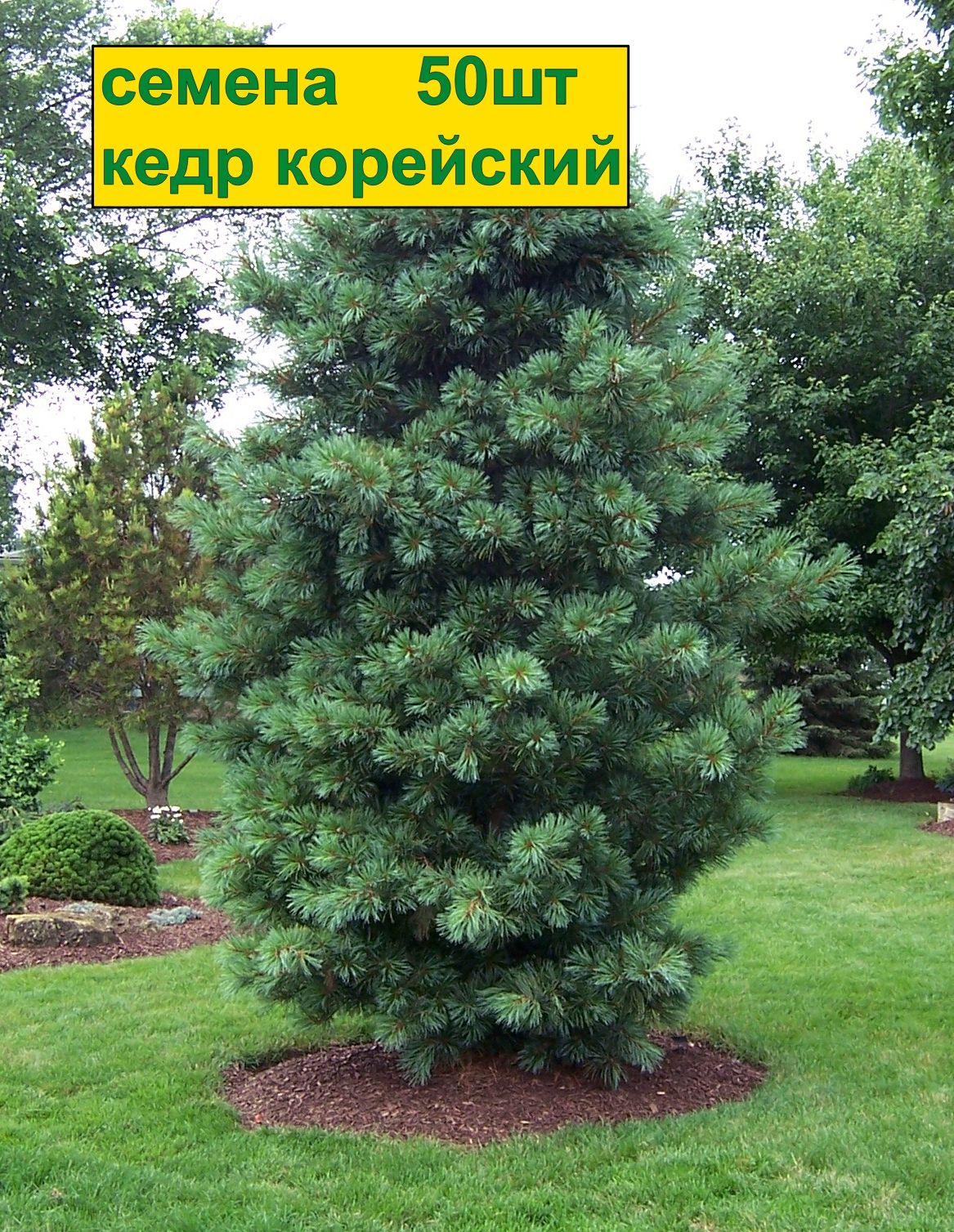 Сосна для сада фото и названия