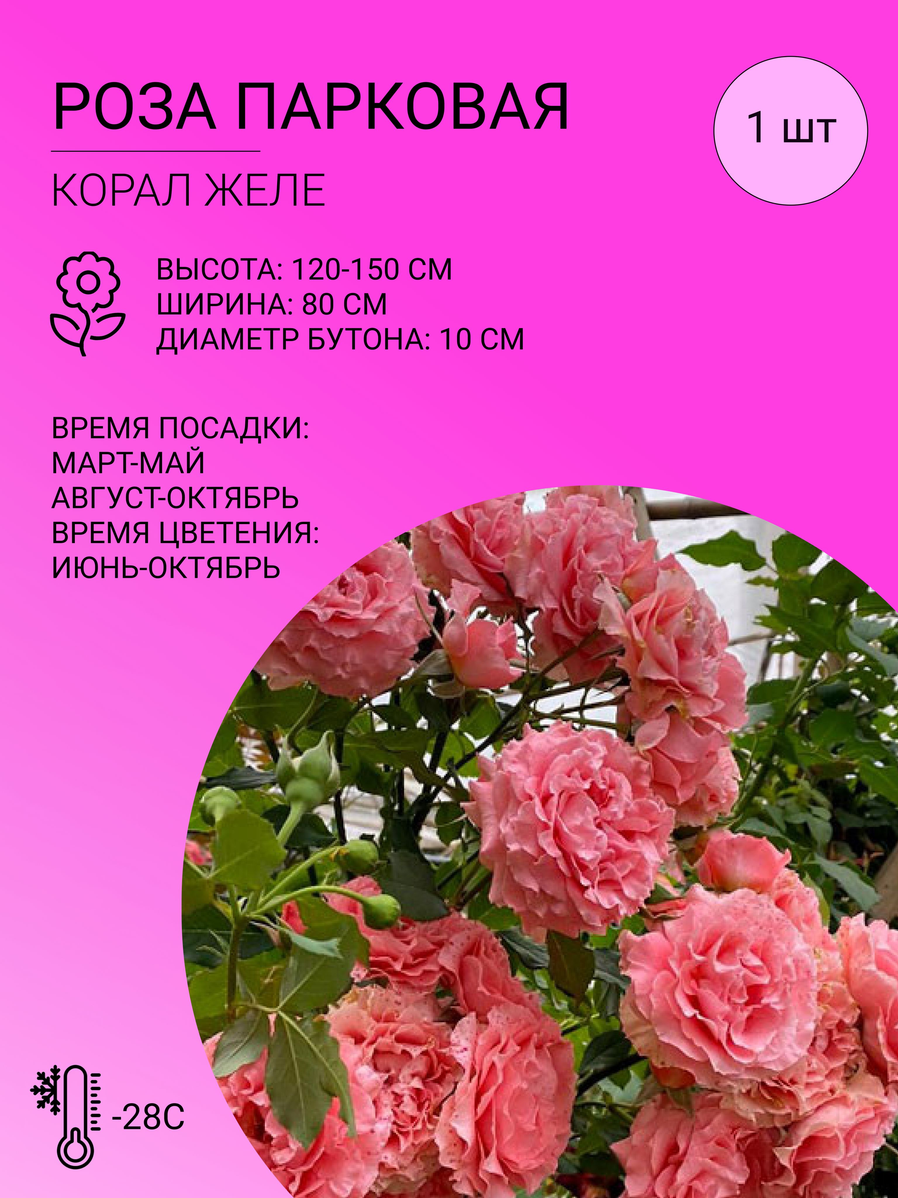 Парковая мускусная elmshorn розовая. Высота парковых роз. Высота парковых роз. Кустарниковые розы. Высота парковых роз.