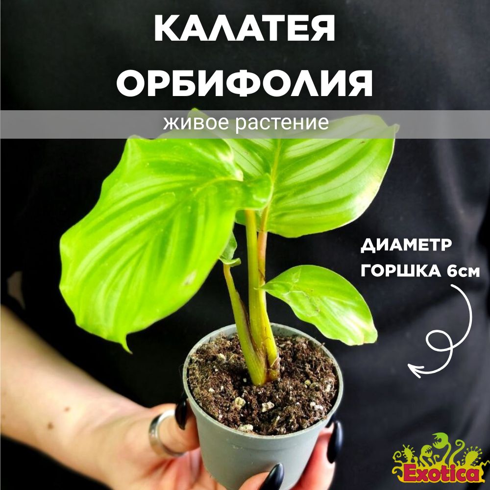 КалатеяОрбифолия(CalatheaOrbifolia)D6см