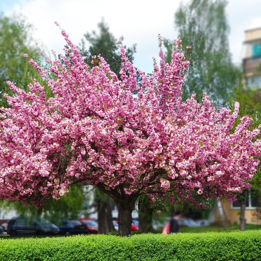 Вишня Семена Купить