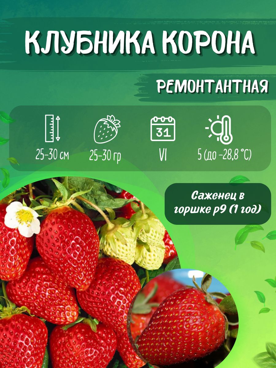 Сорт Клубники Корона Фото