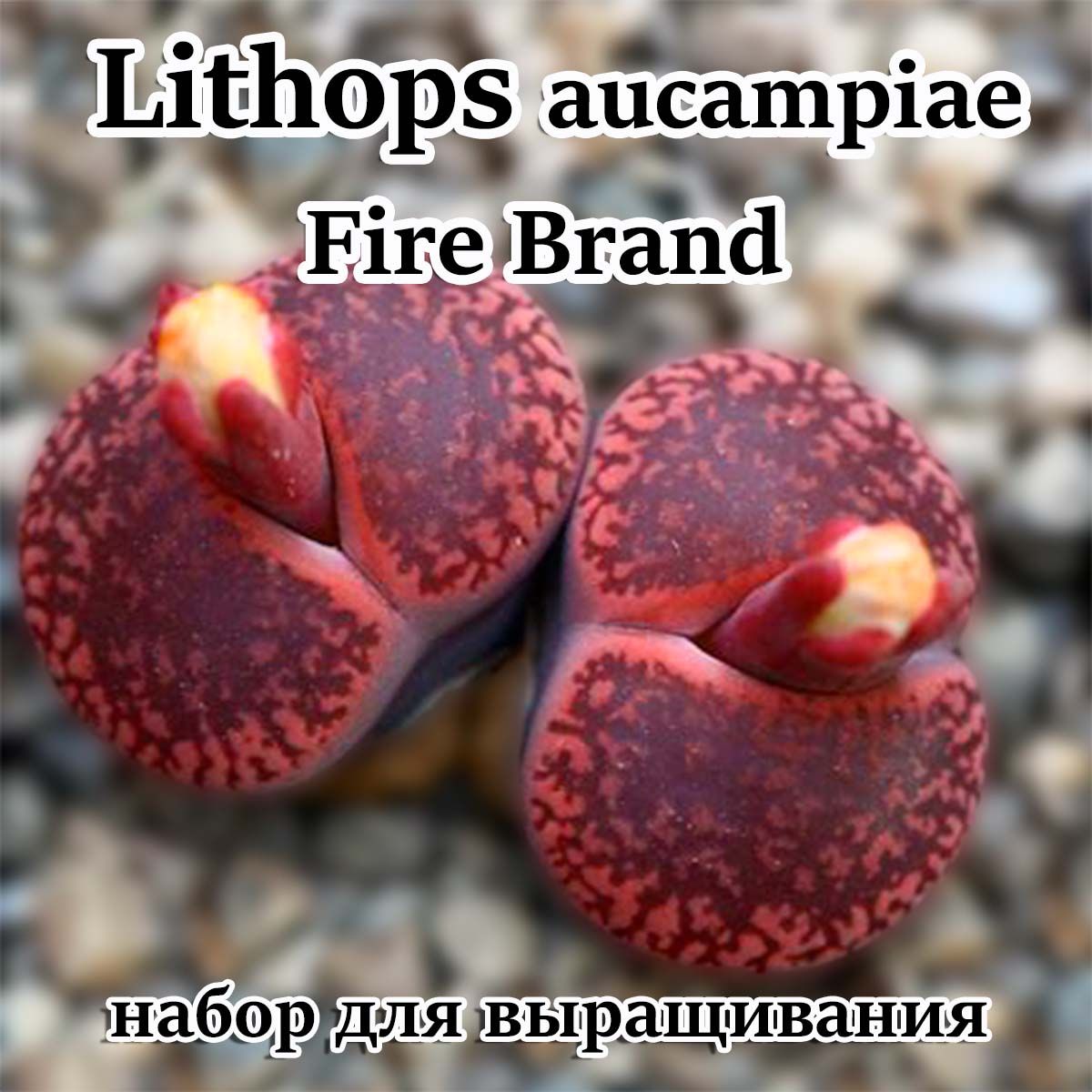 Литопсы Lithops aucampiae - Fire Brand (живые камни, суккуленты) набор для выращивания (семена, грунт, горшочек, инструкция по посеву).