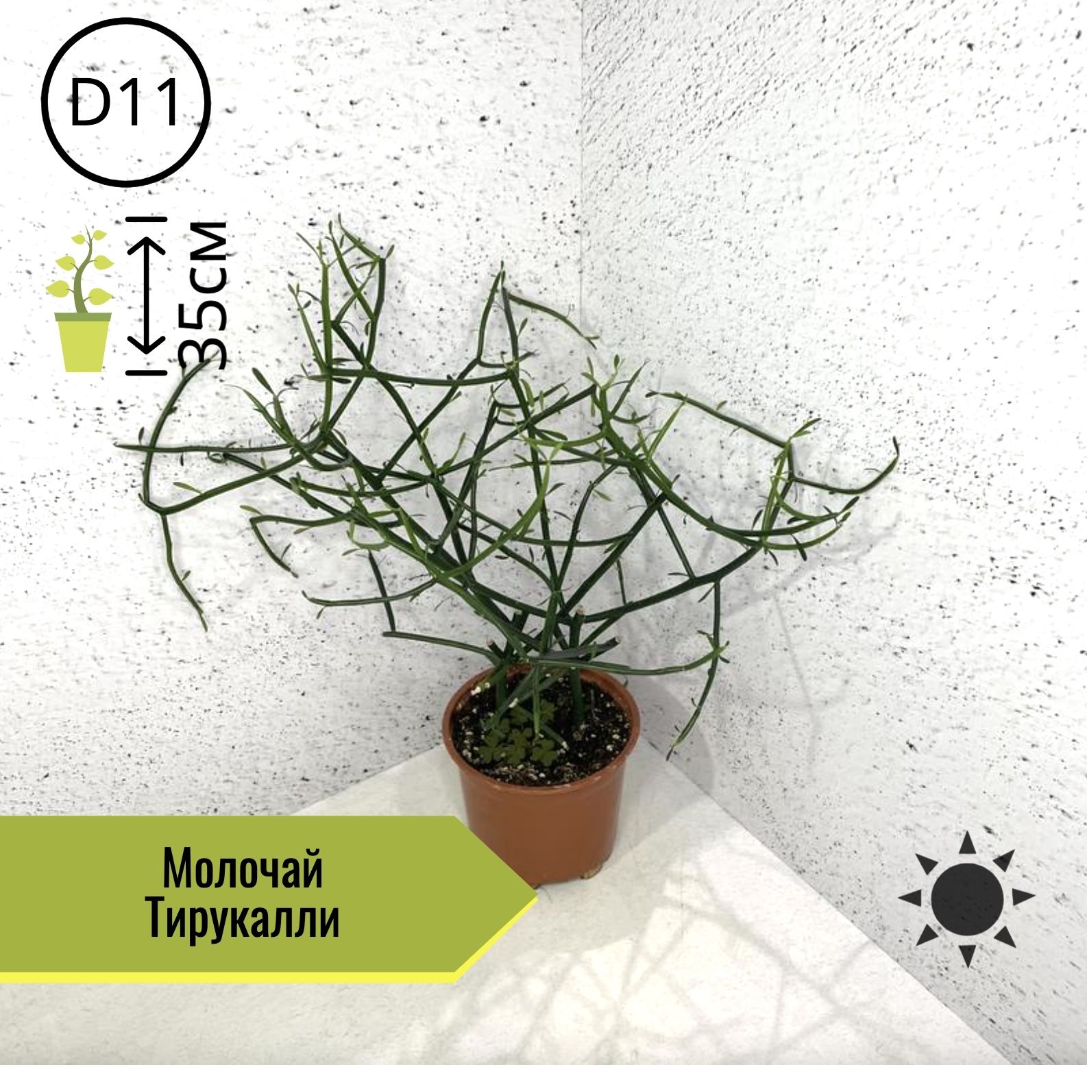 Молочай тирукали - Euphorbia tirucalli - Описание таксона - Плантариум