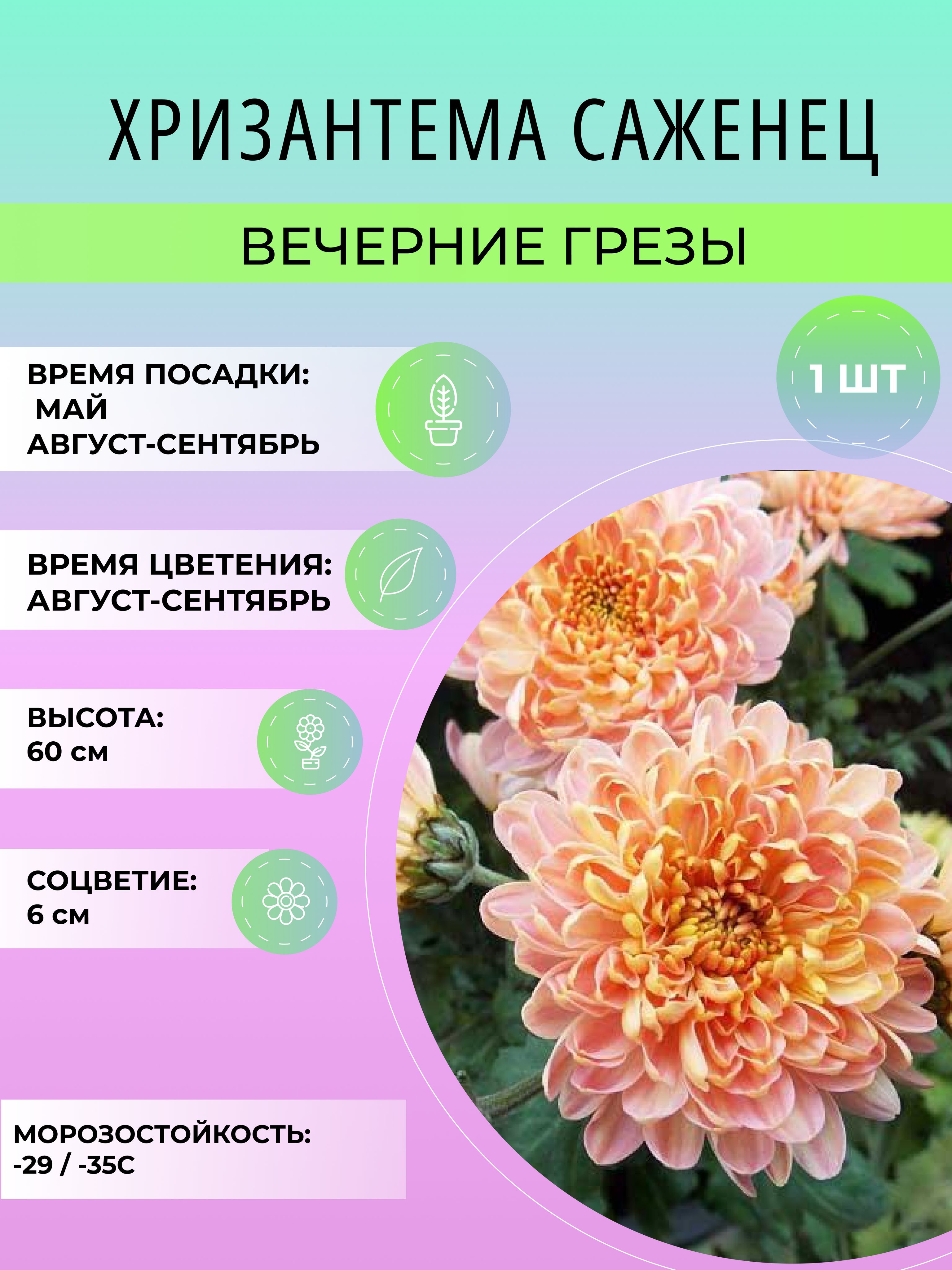 Хризантемы Многолетние Саженцы купить на OZON по низкой цене