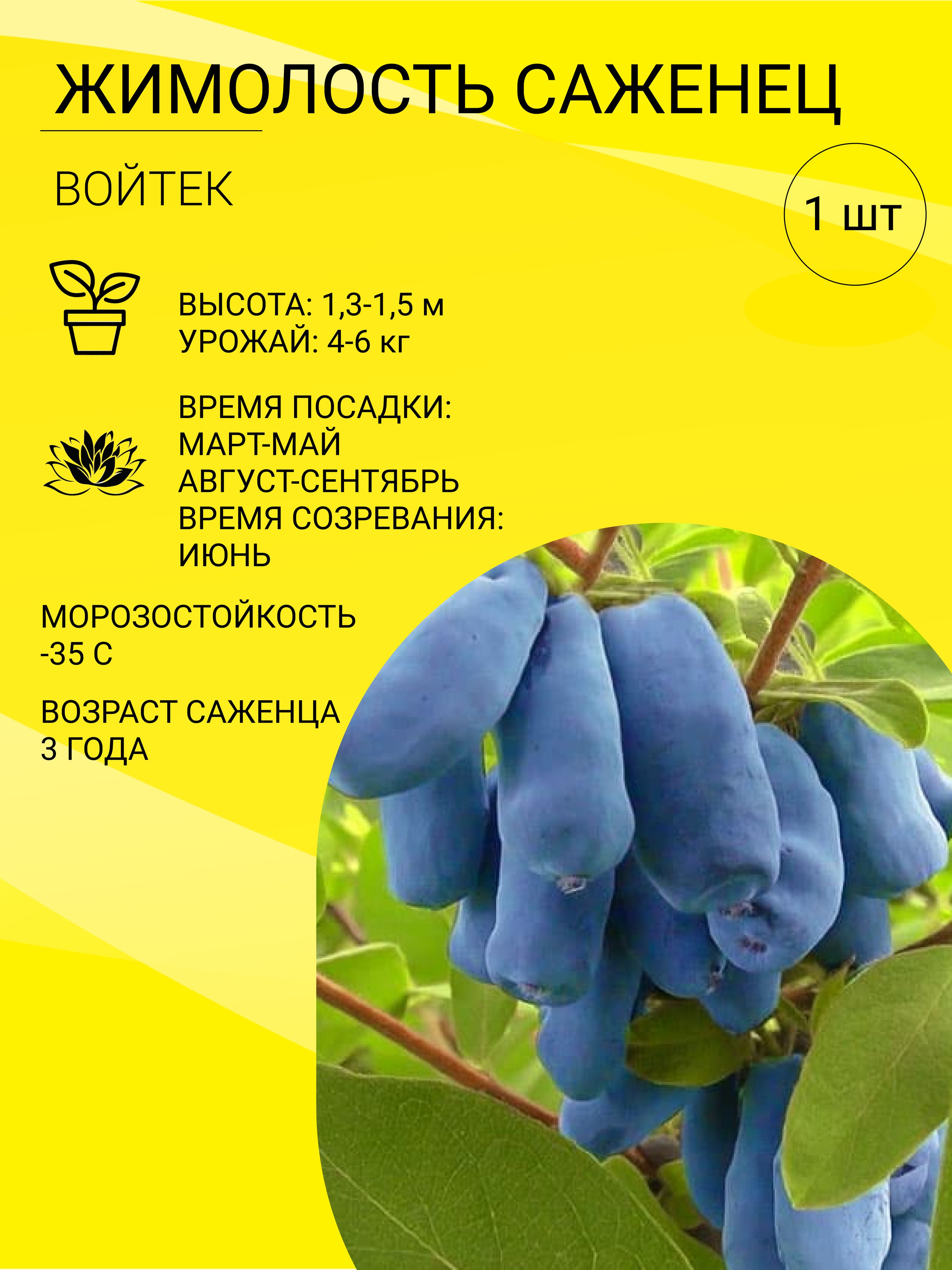 Все о жимолости садовой