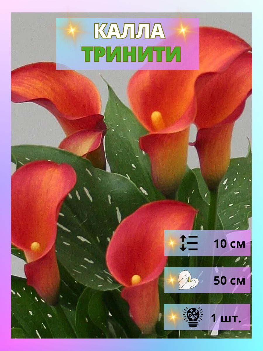 Купить Луковицы Каллы В Интернет Магазине Недорого