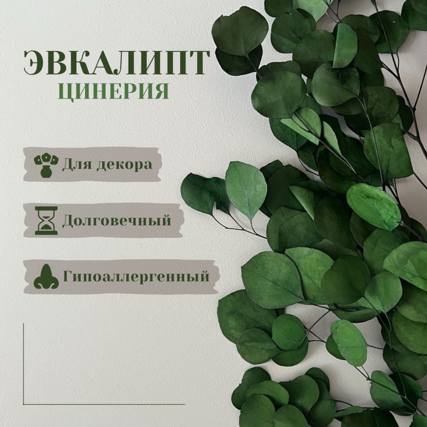 Сухоцветы Эвкалипт, 60 см, 250 гр, 1 шт