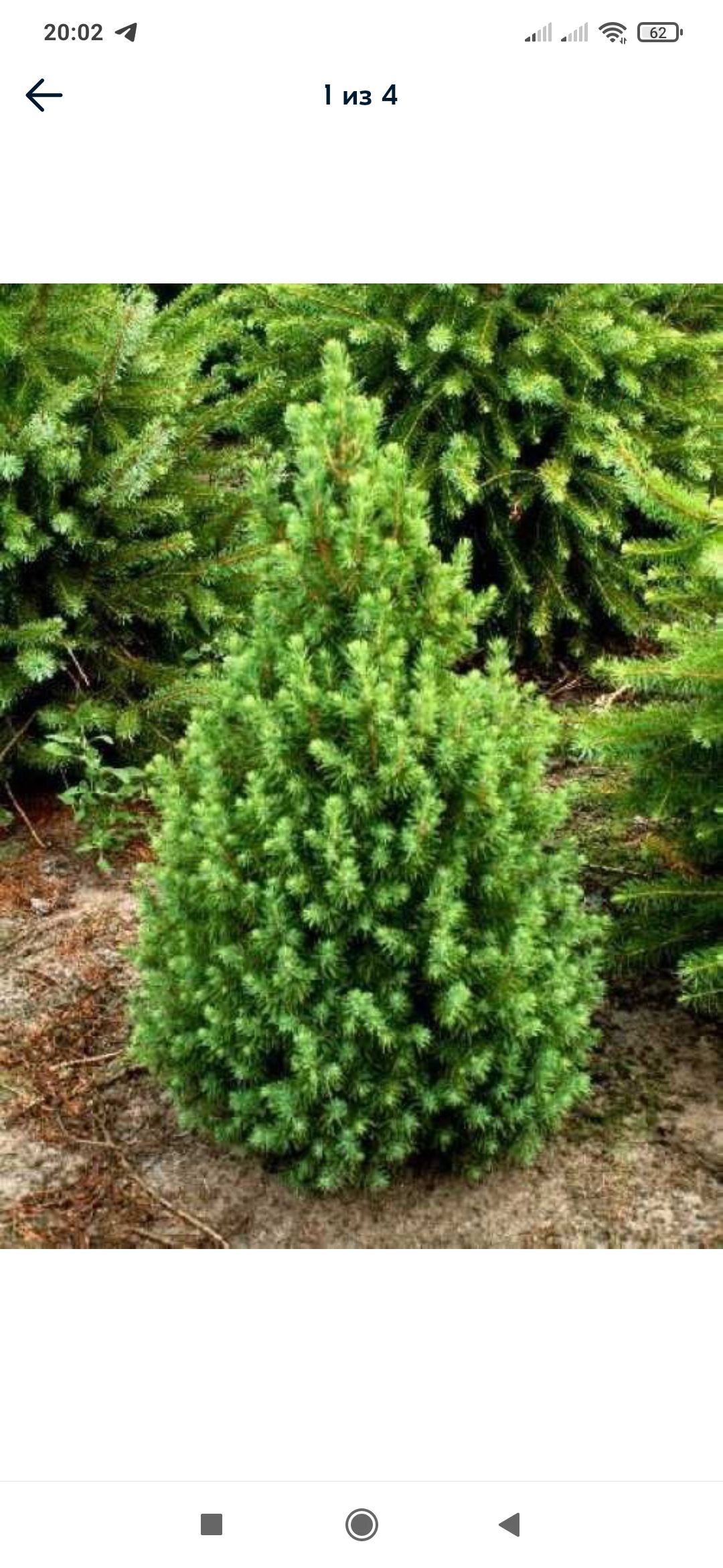 Ель канадская коника. Ель канадская глаука. Ель канадская conica (коника). Ель канадская коника в горшке. Ель канадская conica.