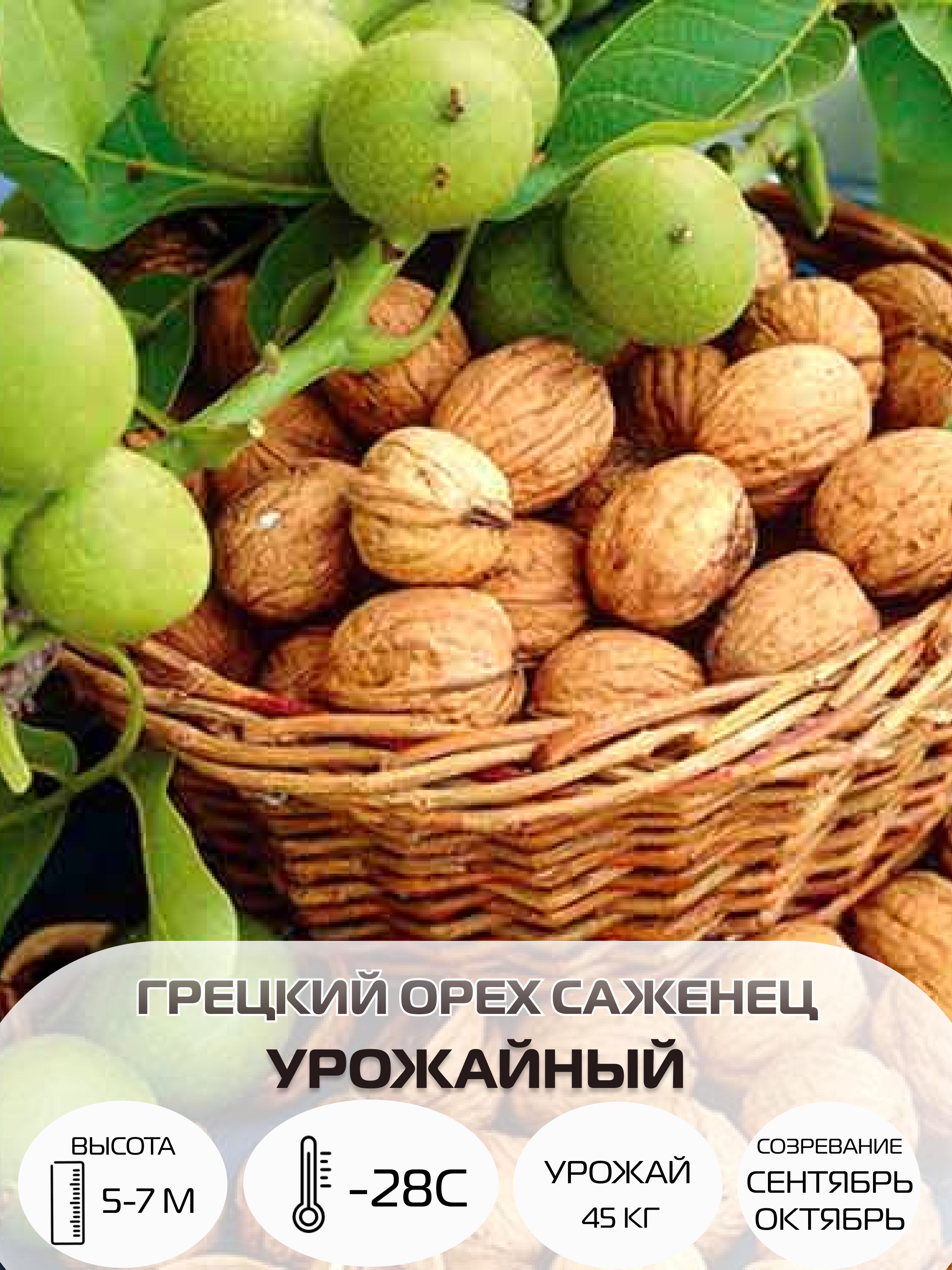 Взрослое дерево грецкого ореха