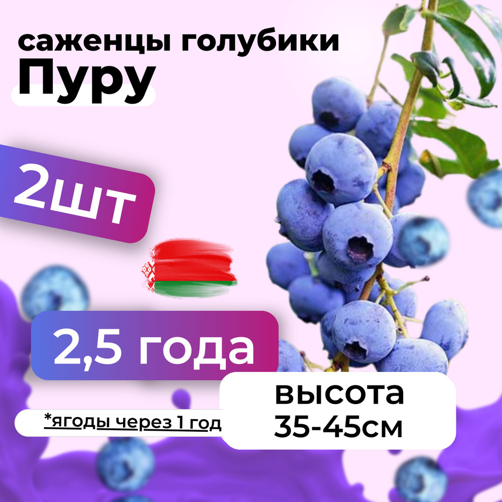 Саженцы голубики Пуру морозостойкие в горшке 2,5 года, Беларусь 2шт  #1