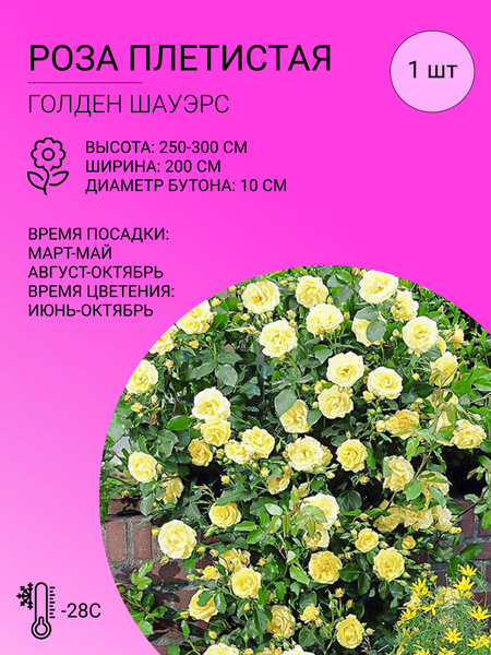 Роза, Розы розы плетистые_Голден Шауэрс - купить по выгодным ценам в ...