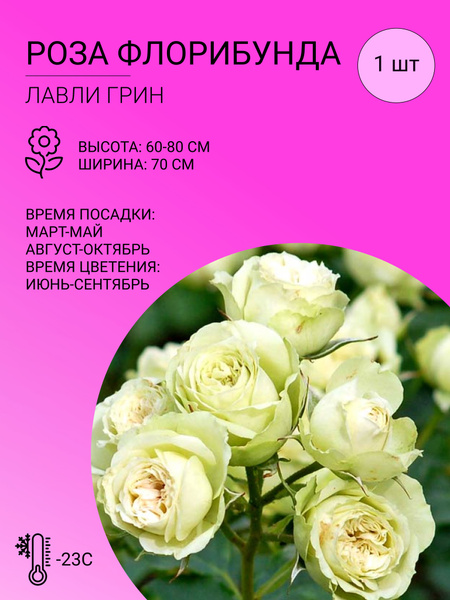 Роза роза флорибунда - купить по выгодным ценам в интернет-магазине ...