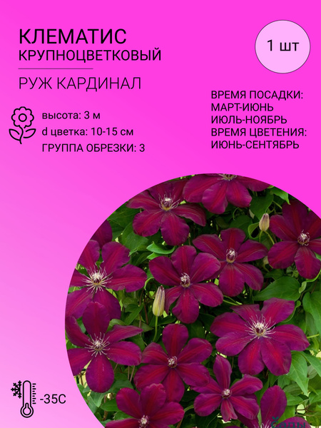 Клематис, Клематисы клематис крупноцветковый_Руж Кардинал - купить по ...