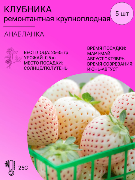 Клубника Клубника ремонтантная 5 шт - купить по выгодным ценам в ...