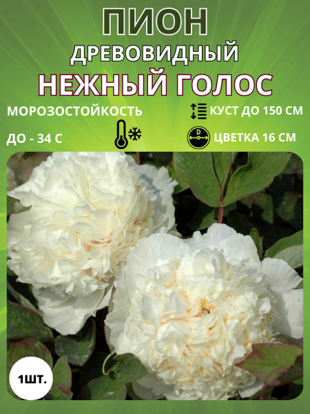 Пион, корень саженец для посадки купить на OZON по низкой цене (1492882812)