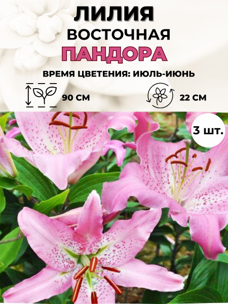 Луковицы Лилии Magic Garden купить по выгодной цене в интернет-магазине ...
