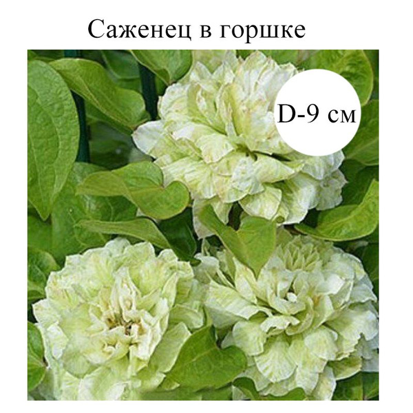 Клематис Кохана (Clematis Kohana) 5л контейнер зимует в питомнике, цена в Санкт-