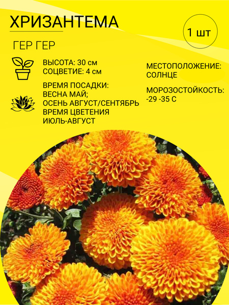 Хризантема комнатная, Хризантемы многолетние Хризантема саженец 1 шт ...