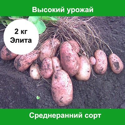 Картофель Картофель семенной - купить по выгодным ценам в интернет ...