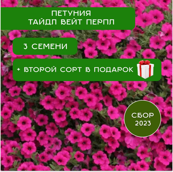 Петунии Петуния_Тайдл Вейв Перпл - купить по выгодным ценам в интернет ...
