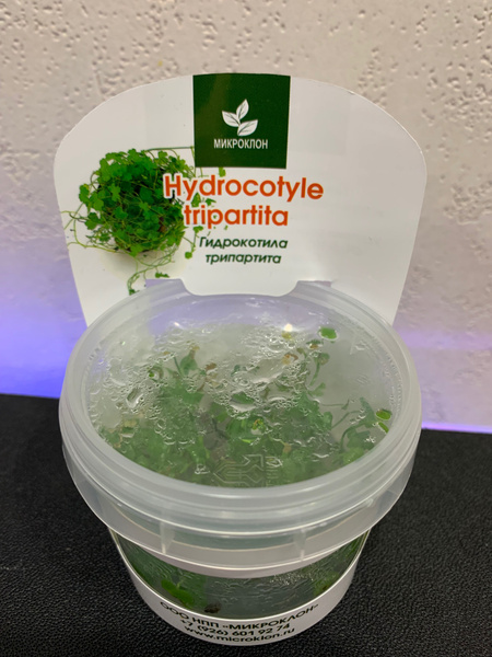 Гидрокотила трипартита - купить с доставкой по выгодным ценам в ...