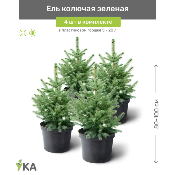 Ель колючая зелёная 80-100 см в пластиковом горшке 5-20 л, саженец ...