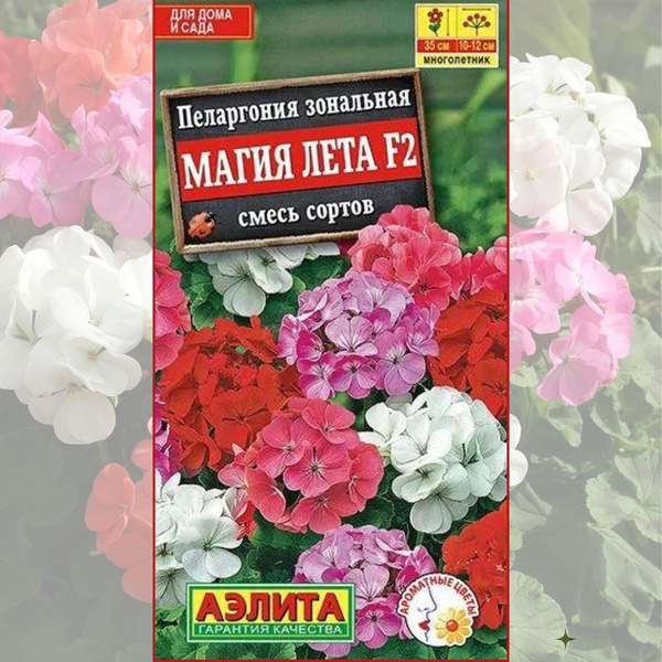 Пеларгонии (Герань) Аэлита первая поставка - купить по выгодным ценам в ...