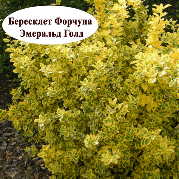 Бересклет Форчуна Эмеральд Голд (Emerald Gold) - саженец. - купить с ...