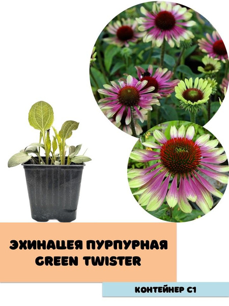 Эхинацея пурпурная Green Twister - купить с доставкой по выгодным ценам ...