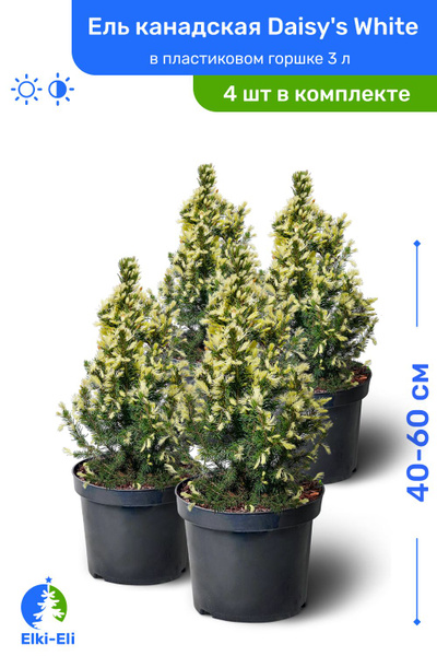 Ель канадская Daisys White (Дейзи Вайт) 40-60 см в пластиковом горшке 3 ...