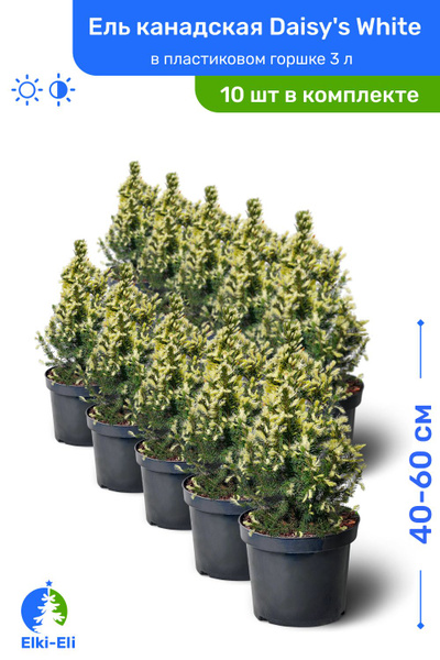 Ель канадская Daisys White (Дейзи Вайт) 40-60 см в пластиковом горшке 3 ...