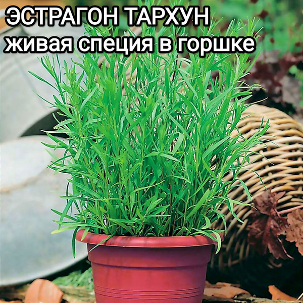 Эстрагон ягоды - купить по выгодным ценам в интернет-магазине OZON ...