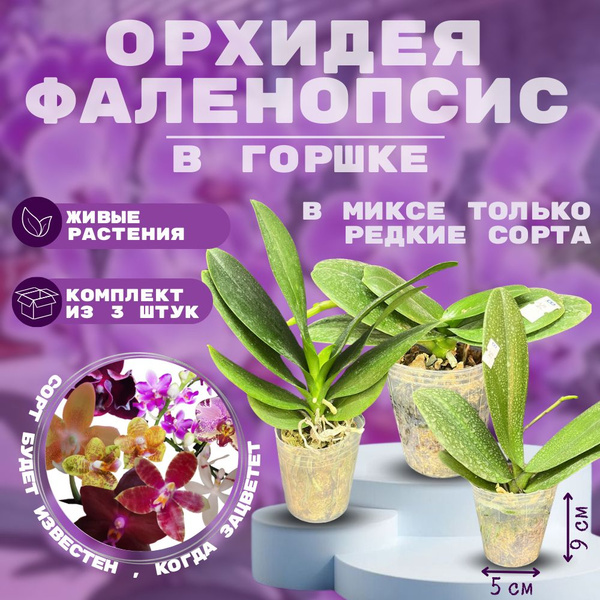 Мшанка (мох ирландский) Азия 1., 600 г - купить по выгодным ценам в ...