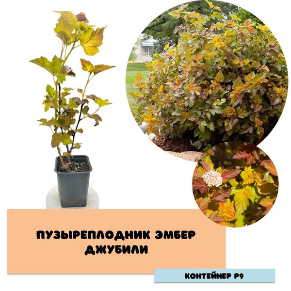 Пузыреплодник Эмбер Джубили - купить с доставкой по выгодным ценам в ...