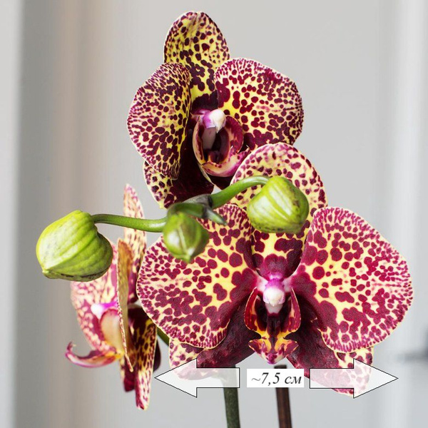 Орхидея фаленопсис Phal. I-Hsin Yellow Leopard, под заказ. Цена: 820 ₽ во Владив