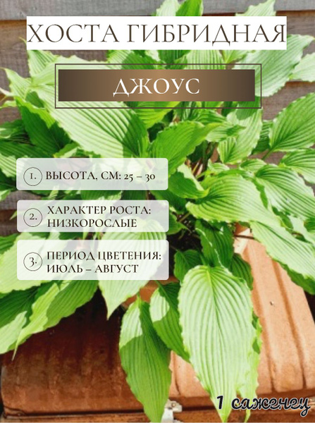 Хосты Хостакорневище1шт - купить по выгодным ценам в интернет-магазине ...