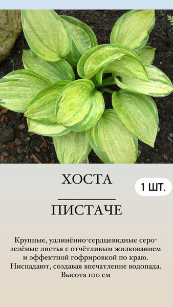 Хосты Хосточка1_Пистаче - купить по выгодным ценам в интернет-магазине ...