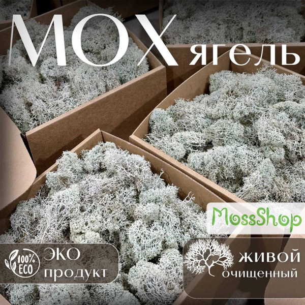 Мох Ягель живой (сухой,чистый) для стабилизации, для улиток Ахатин и ...