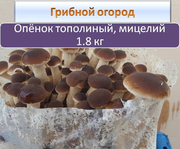 Мицелий опёнка тополиного зерновой - купить по выгодным ценам в ...