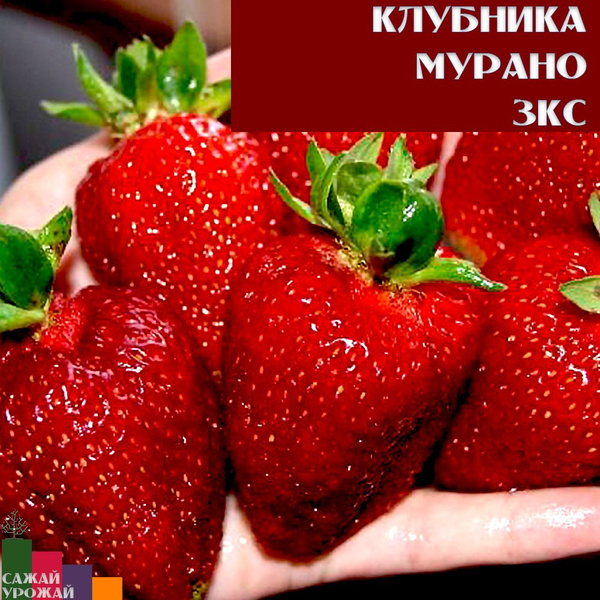 Земляника садовая ремонтантная Мурано 2саженца /Р8/ - купить с ...