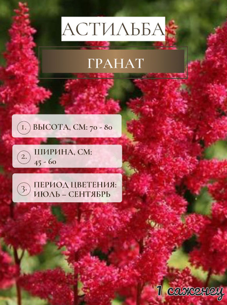 Астильба Астильба1корень_Гранат - купить по выгодным ценам в интернет ...