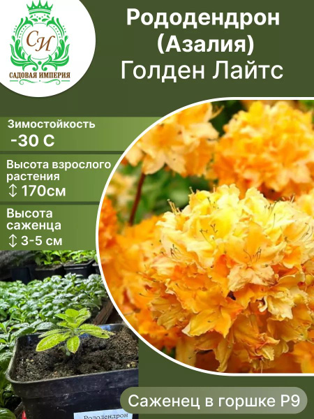 Клубни Рододендроны Садовая Империя купить по выгодной цене в интернет ...