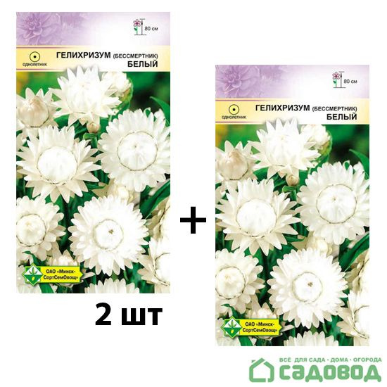 Гелихризум МинскСортСемОвощ Гелихризум - купить по выгодным ценам в ...