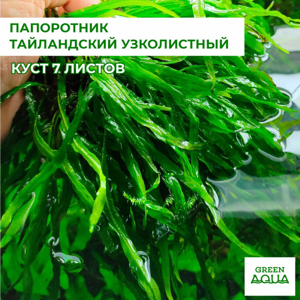 ПАПОРОТНИК ТАЙЛАНДСКИЙ УЗКОЛИСТНЫЙ Живое растение для аквариума ...