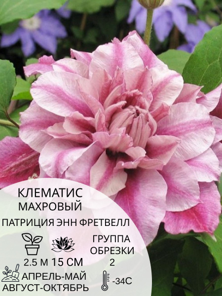 Клематис клематис - купить по выгодным ценам в интернет-магазине OZON ...
