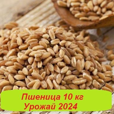 Пшеница свежего урожая 20 кг, зерно для проращивания и самогона, 2024 ...