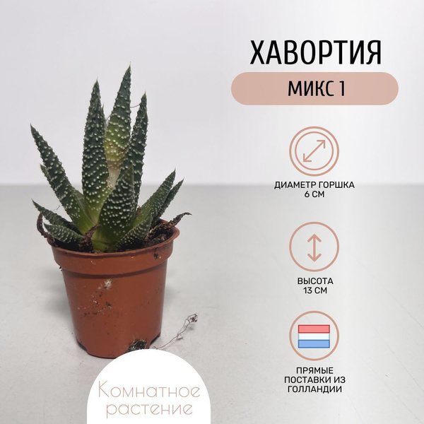Хавортия Микс 1 купить на OZON по низкой цене (1756726750)