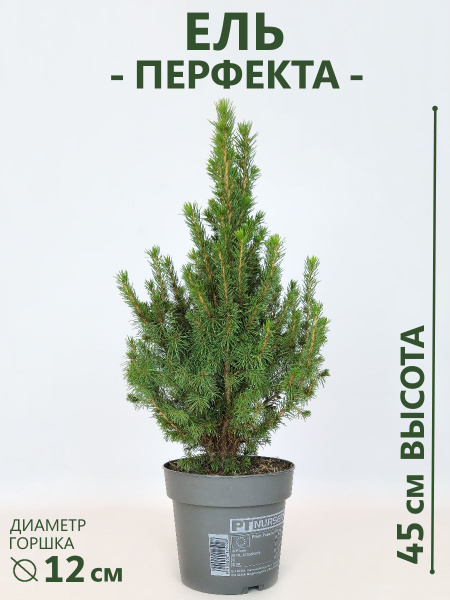 Ель живая в горшке (канадская) Перфекта D-12 см купить на OZON по ...