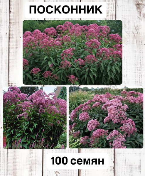 Посконник - купить по выгодным ценам в интернет-магазине OZON (1768379599)