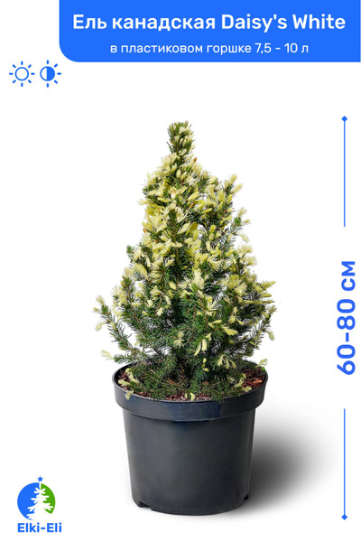 Ель канадская Daisys White (Дейзи Вайт) 60-80 см в пластиковом горшке 7 ...
